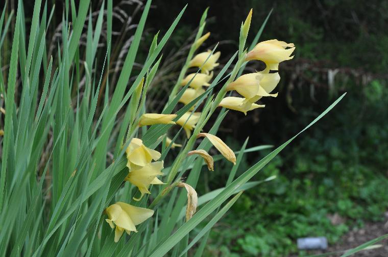 Gladiolus x-gandavensis (c) copyright 2010 by Shields Gardens Ltd.  All rights reserved.