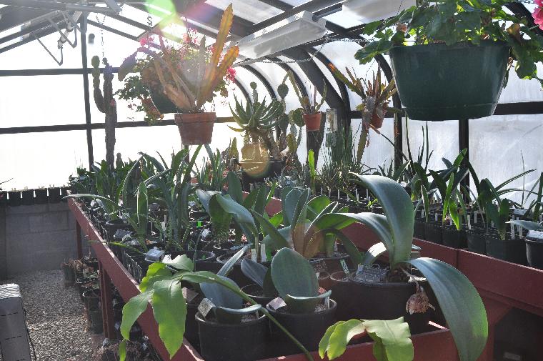 Greenhouse No. 2 (c) copyright 2010 by Shields Gardens Ltd.  All rights reserved. Inside view with sun shining in.