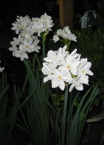 Paperwhite Narcissus (c) Shields Gardens Ltd.  All rights reserved.