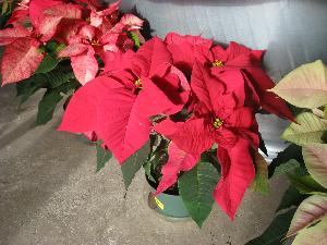 Poinsettia (c) copyright 2009 by Shields Gardens Ltd.  All rights reserved.
