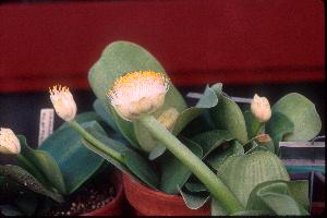 Haemanthus albiflos (c) 2000 by James E. Shields.  All rights reserved.