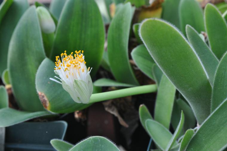 Haemanthus albiflos (c) copyright 2010 by Shields Gardens Ltd.  All rights reserved.
