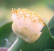 Haemanthus albiflos (c) copyright 2005 by Shields Gardens Ltd.  All rights reserved.