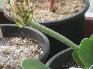 Scape of Haemanthus (albiflos x humilis hirsutus) (c) copyright 2009 by Shields Gardens Ltd.  All rights reserved.