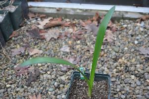 Haemanthus amarylloides polyanthus (c) copyright 2011 by James E. Shields.  All rights reserved.