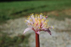 Haemanthus barkerae (c) copyright 2008 by James E. Shields.  All rights reserved.