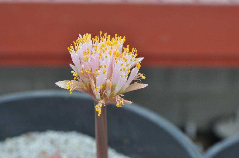 Haemanthus barkerae (c) copyright 2010 by Shields Gardens Ltd.  All rights reserved.