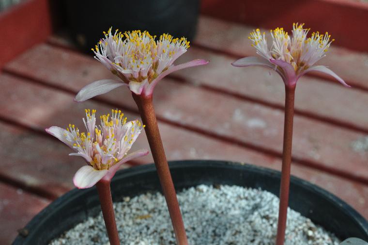 Haemanthus barkerae (c) copyright 2010 by Shields Gardens Ltd.  All rights reserved.