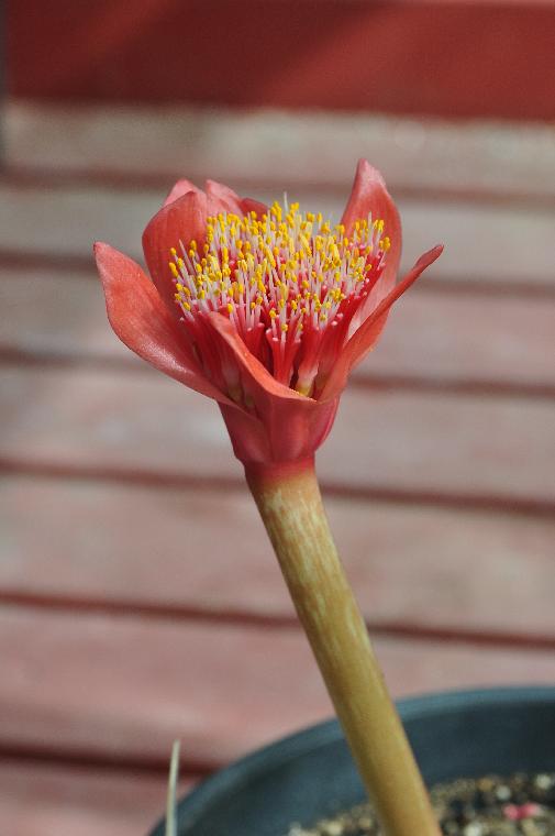 Haemanthus [barkerae x coccineus] (c) copyright 2010 by Shields Gardens Ltd.  All rights reserved.
