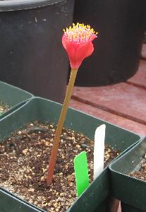 Haemanthus barkerae x coccineus (c) copyright 2009 by Shields Gardens Ltd.  All rights reserved.