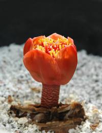 Haemanthus coccineus (c) copyright 2007 by Shields Gardens Ltd.  All rights reserved.