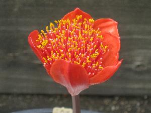 Haemanthus coccineus (c) copyright 2009 by James E. Shields.  All rights reserved.