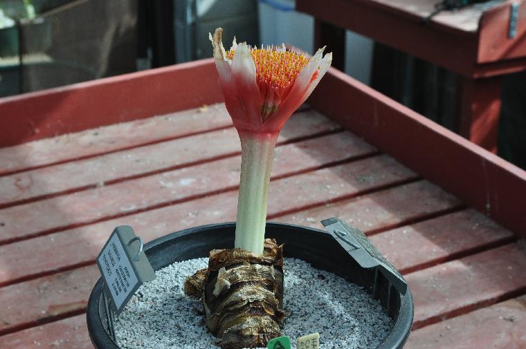 Haemanthus coccineus bicolor form (c) copyright 2010 by Shields Gardens Ltd.  All rights reserved.