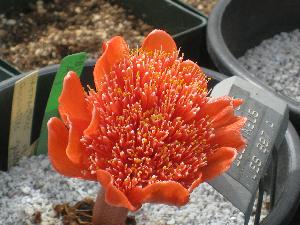 Haemanthus coccineus No. 897.A fasciated (c) copyright 2009 by Shields Gardens Ltd.  All rights reserved.
