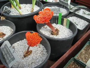 Haemanthus coccineus No. 897 fasciated vs. normal (c) copyright 2009 by Shields Gardens Ltd.  All rights reserved.