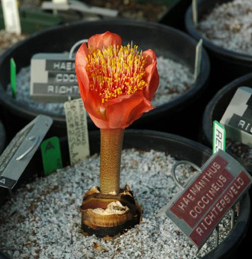 Haemanthus coccineus (c) copyright Shields gardens Ltd.