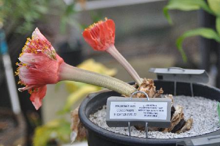 Haemanthus coccineus 'Richtersveld' (c) copyright 2011 by James E. Shields.  All rights reserved.