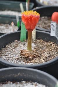 Haemanthus coccineus 'Richtersveld' (c) copyright 2011 by James E. Shields.  All rights reserved.