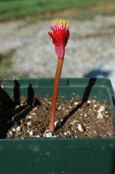 Haemanthus [coccineus x barkerae] (c) copyright 2008 by Shields Gardens Ltd.  All rights reserved.