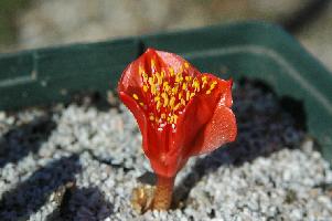Haemanthus crispus (c) copyright 2008 by James E. Shields.  All rights reserved.