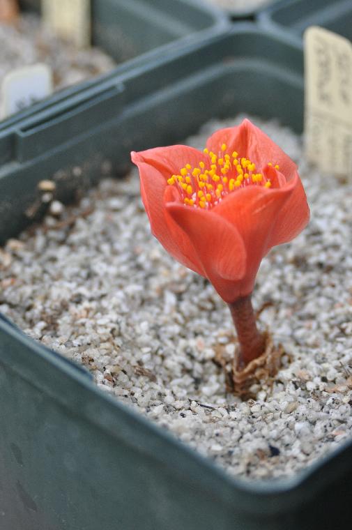Haemanthus crispus (c) copyright 2011 by James E. Shields.  All rights reserved.