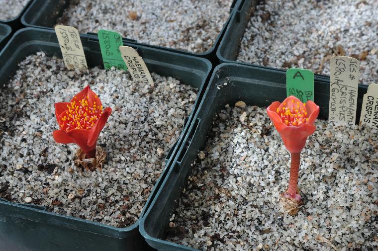 Haemanthus crispus flowers (c) copyright by Shields Gardens Ltd.  All rights reserved.