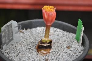 Haemanthus dasyphyllus (c) copyright 2011 by James E. Shields.  All rights reserved.