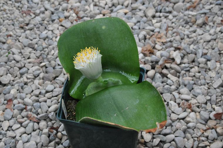 Haemanthus deformis (c) copyright 2012 by James E. Shields.  All rights reserved.