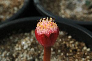 Haemanthus hirsutus X coccineus (c) copyright 2007 by Shields Gardens Ltd.  All rights reserved.
