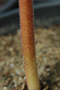 Haemanthus hirsutus X coccineus stem (c) copyright 2007 by Shields GArdens Ltd.  All rights reserved.