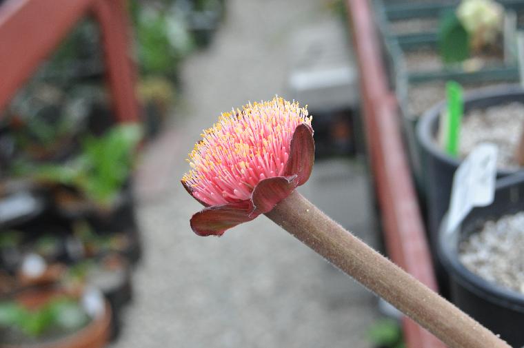 Haemanthus [humilis hirsutus x coccineus] (c) copyright 2011 by James E. Shields.  All rights reserved.