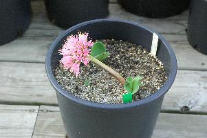 Haemanthus humilis humilis (c) copyright 2007 by Shields Gardens Ltd.  All rights reserved.