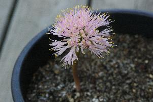 Haemanthus humilis humilis (c) copyright 2007 by Shields Gardens Ltd.  All rights reserved.