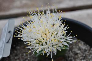 Haemanthus humilis hirsutus (c) 