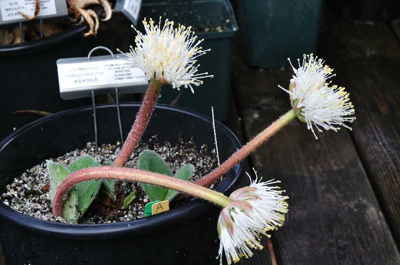 Haemanthus humilis hirsutus (c) copyright 2013 by James E. Shields.  All rights reserved.