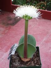 Haemanthus humilis hirsutus