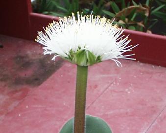 Haemanthus humilis hirsutus (c) copyright 2007 Shields Gardens Ltd.  All rights reserved.