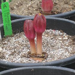 Haemanthus [humilis hirsutus x coccineus] No. 1534.A (c) copyright 2009 by Shields Gardens Ltd.  All rights reserved.