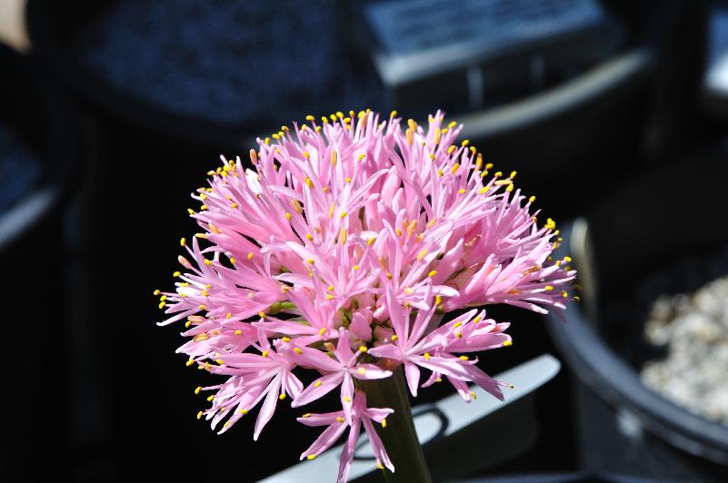 Haemanthus humilis humilis (c) copyright 2013 by James E. Shields.  All rights reserved.