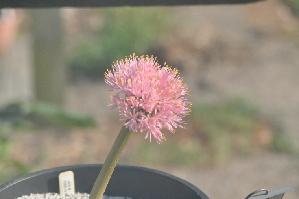 Haemanthus humilis humilis (c) 2011 by James E. Shields.  All rights reserved.