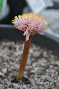 Haemanthus lanceifolius (c) copyright 2011 by James E. Shields.  All rights reserved.