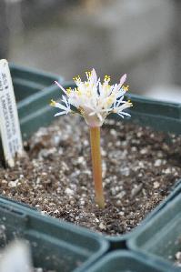 Haemanthus lanceifolius (c) copyright 2011 by James E. Shields.  All rights reserved.