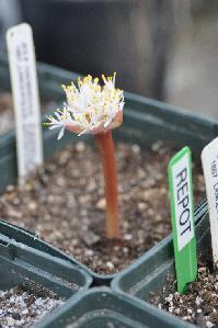 Haemanthus lanceifolius (c) copyright 2011 by James E. Shields.  All rights reserved.
