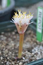 Haemanthus lanceifolius (c) copyright 2011 by James E. Shields.  All rights reserved.