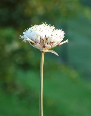 Haemanthus montanus (c) copyright 2008 by Shields Gardens Ltd.  All rights reserved.