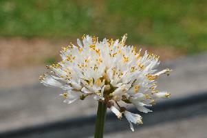 Haemanthus montanus (c) copyright 2012 by James E. Shields.  All rights reserved.