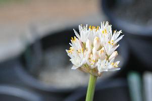 Haemanthus montanus (c) 2011 by James E. Shields.  All rights reserved.