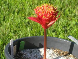 Haemanthus namaquensis (c) copyright 2009 by James E. Shields.  All rights reserved.