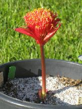 Haemanthus namaquensis (c) copyright Shields Gardens Ltd.  All rights reserved.