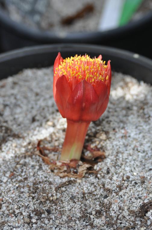 Haemanthus namaquensis (c) Copyright 2011 by James E. Shields.  All rights reserved.